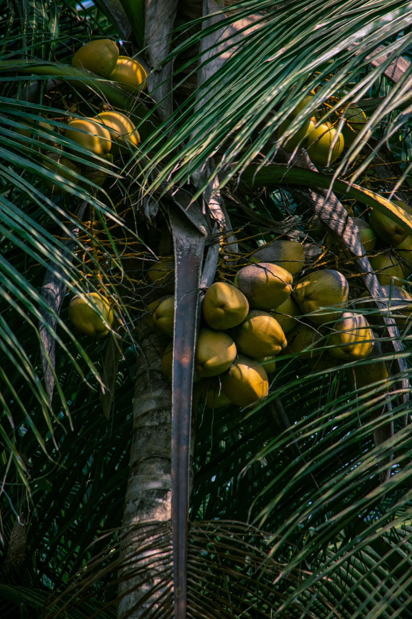 Documentary photograph — Mekong grove / harvest