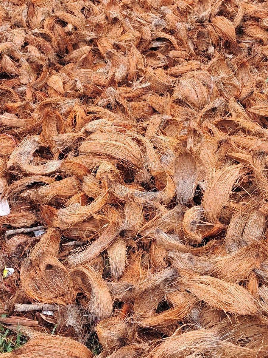 Real photo — husk processing yard