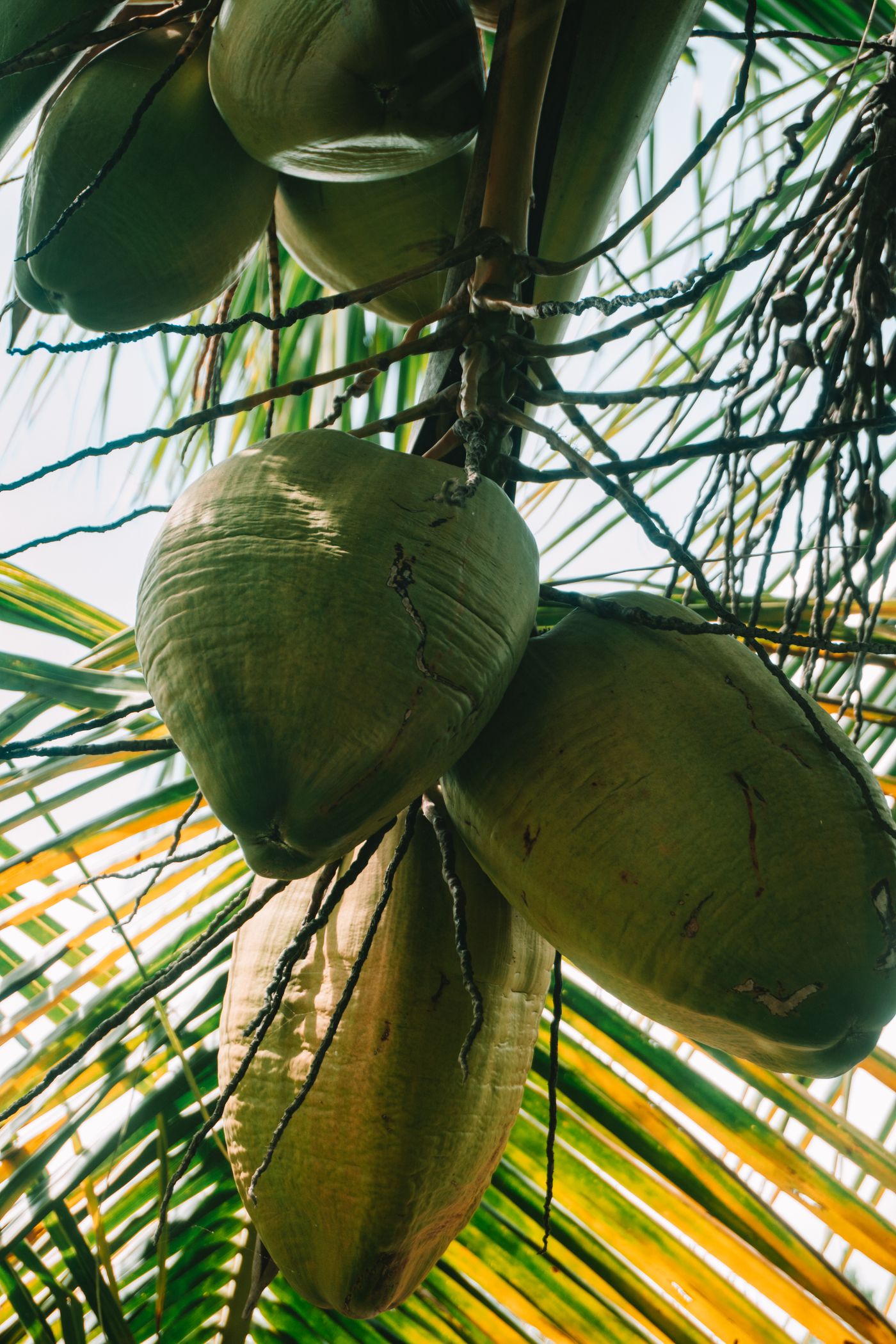 Documentary photograph — kernel processing, desiccation & pressing