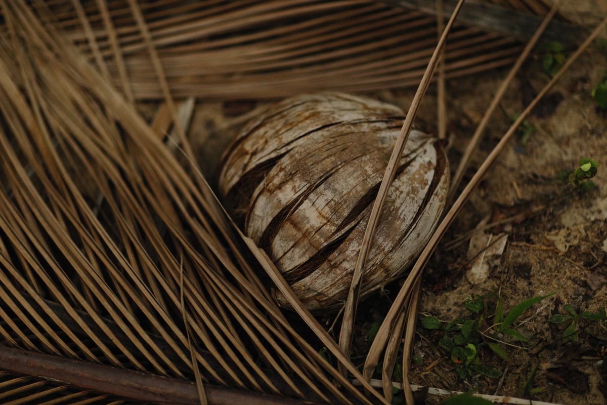 Documentary photograph — desiccated coconut, fine cut